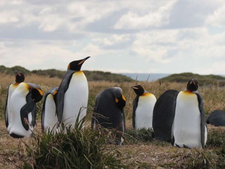 Reserva Natural Pingüino Rey
